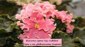 Фиалочка сорта НД-Ливадия! Сорт и его удивительные Спорты!