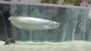 Аравана - большая белая рыба