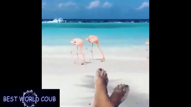 BEST WORLD COUB #67 Лучшие приколы МАРТ 2017