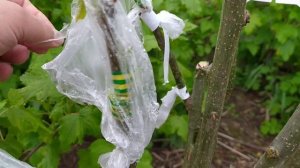 Прививка  груши 2020г