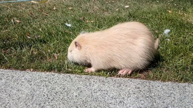Маленькая нутрия - рыжее солнышко. / Little nutria is ginger sun.
