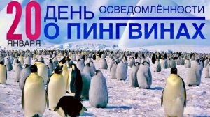 20.01.25 - День осведомленности о пингвинах