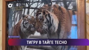 Выводы / Активность тигров в Приморье / Бытовые пожары / Рыбацкие будни / 18.01.25