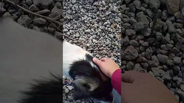 Малый повзрослел)) #пёс #собака #братьянашименьшие #кардан #пэс #shorts #dog #верность #преданность