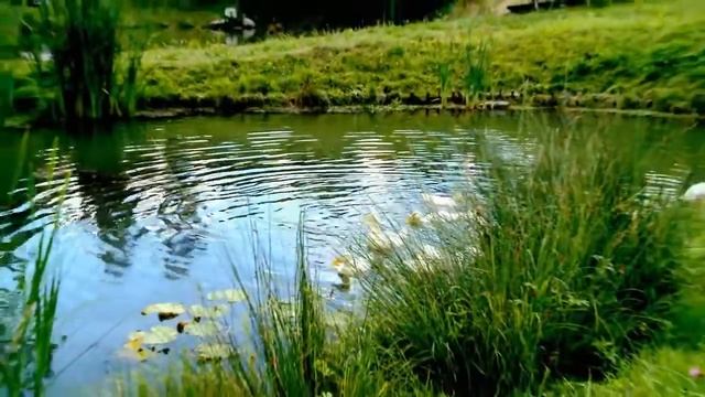 Наталя Фаліон,гурт 'Лісапетний батальйон'   'Запорожець'