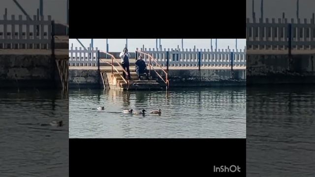 ПЕРЕЕЗД НА ЮГ. ПРОГУЛКА К МОРЮ смотреть онлайн