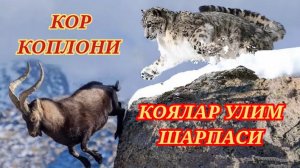 Кор Коплони Коялардаги Улим Шарпаси
