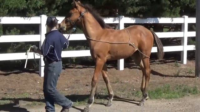 Wanted Sirius miss walk смотреть онлайн