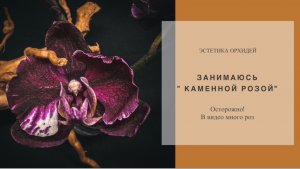 Навела порядки с К.Р. в «кашпо с магазина» . Почему я не пересаживаю сразу орхидеи?!