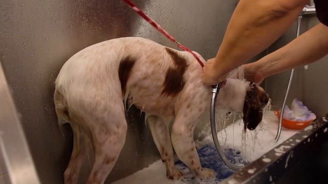 Собака без подшерстка.Экспресс-линька Бретонского Эпаньоля. смотреть онлайн