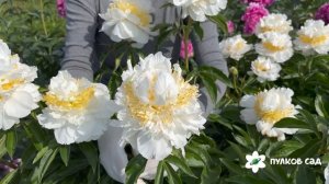 Cheddar Surprise peony. Чеддер Сюрпрайз пион. Пулков сад