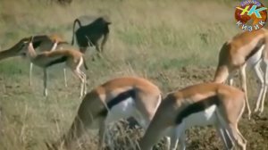 Нега Бабуинлар Хайвонларни Болаларини Угирлайди Хайвонлар хакида #обуна булинг