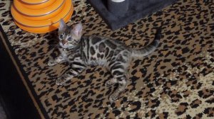 Cute Bengal kitten Katya playing 😻