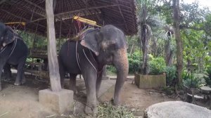 176-я серия. Сделка на Пхукете