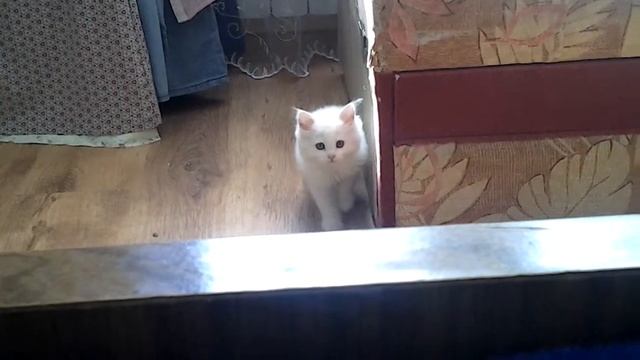 Котенок крадется смотреть онлайн