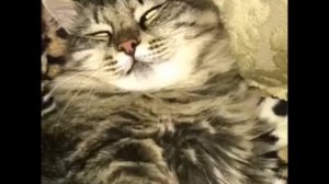 Пуся красотуля