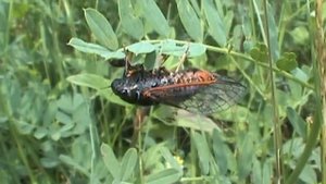 Cikáda chlumní Cicadetta montana.mpg