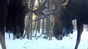 Битва лосей фотоловушка