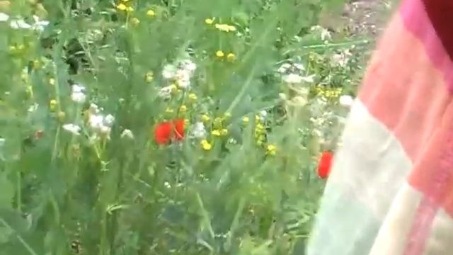 Мак полевой, кратко. Наш травник смотреть онлайн