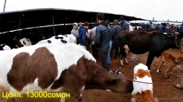 Модаговхои ширдори калон. Оча-бача. #Мол #Бозор #молбозорихучанд #молбозор