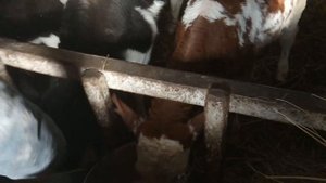 Пастбище. Сохраним коров при нехватке сена №40