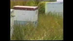 Традиционное производство маточного молочка в Греции