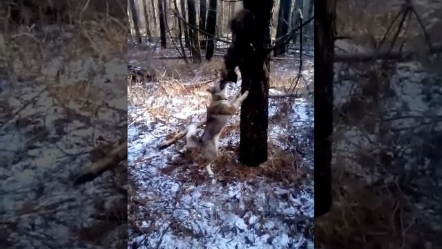 Лайка работает!!! смотреть онлайн