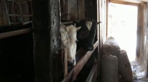 Схема выпойки телят МЗК. Гости из города крутят хвосты коровам)) №11