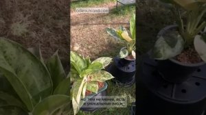 Крупные зеленые аглаонемы: лучшие сорта и новинки 2024 (выставка)