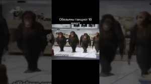 обезьяны танцуют 10 минут