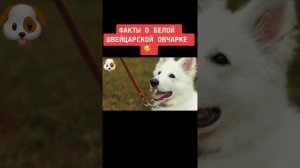 Топ 5 фактов о Белой Швейцарской овчарке 🐕