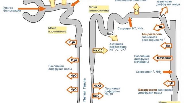 Лекция 8. Выделительная система. Мочевыделительная система | Ладыгина Г.А.