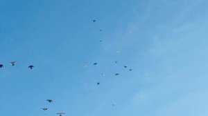 Николаевские голуби Крым.