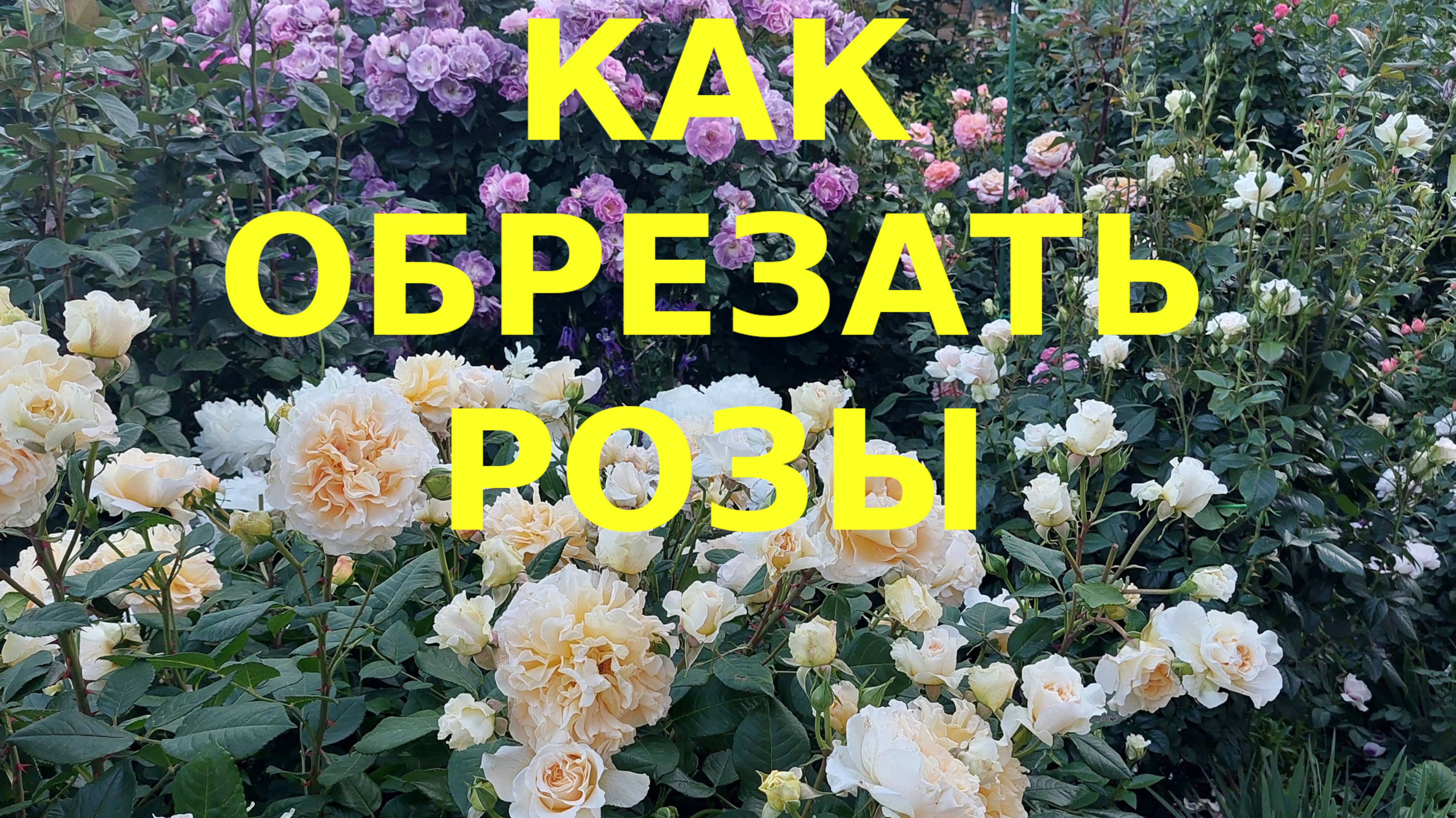 Как подрезать розы в букете