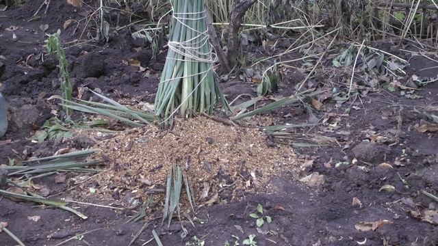 Готовим нашу юкку к нашей зиме смотреть онлайн