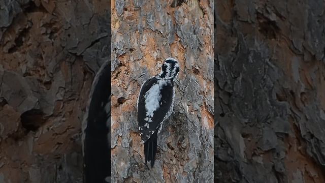 Woodpecker Pecking #nr92 #nature #birds #Woodpecker