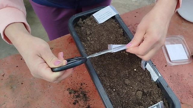 Перец #табаско садим по проверенному методу смотреть онлайн