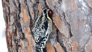 6837928-uhd_3840_2160_30fps