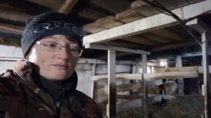 Продаём быка/О говядине и ценах