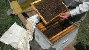 ЛЁТНЫЕ ПЧЁЛЫ.Сколько их.