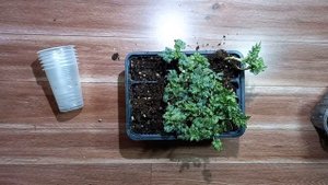 Что делать с укоренённым черенком хризантемы? Как верно высадить.