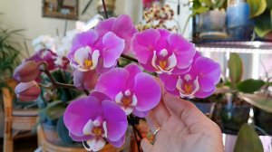 Дождалась. Цветения совпали. Сравниваю. Крупные кусты Аполлон после потери 5 листьев Комочек счастья