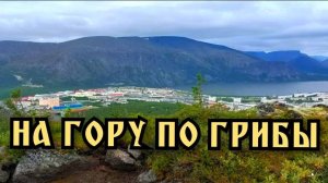 Поход на гору за грибами. Разведка. Хибины