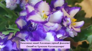 Пополнение нашей Коллекции сортов сортовых фиалочек (сенполий)! Отзыв на Тульского Коллекционера!