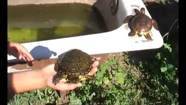 Полина и европейская болотная черепаха смотреть онлайн