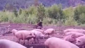 Медведь поймал свинью