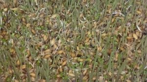 гидропоника своими руками🪴💁♂️ как врашивать гидропониках