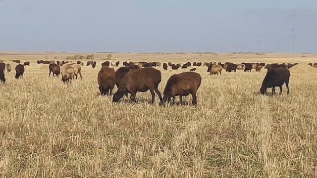 Еділбай қойлары.Эдильбаевские овцы.Осень