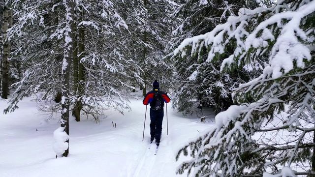 Прогулка по ТАЙГЕ / лыжный поход