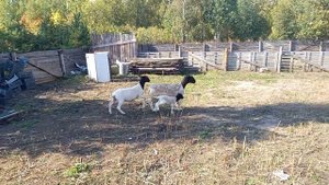 Иногда приходится доить овцу,что б её не потерять. И для того что бы ягнёнок развивался правильно